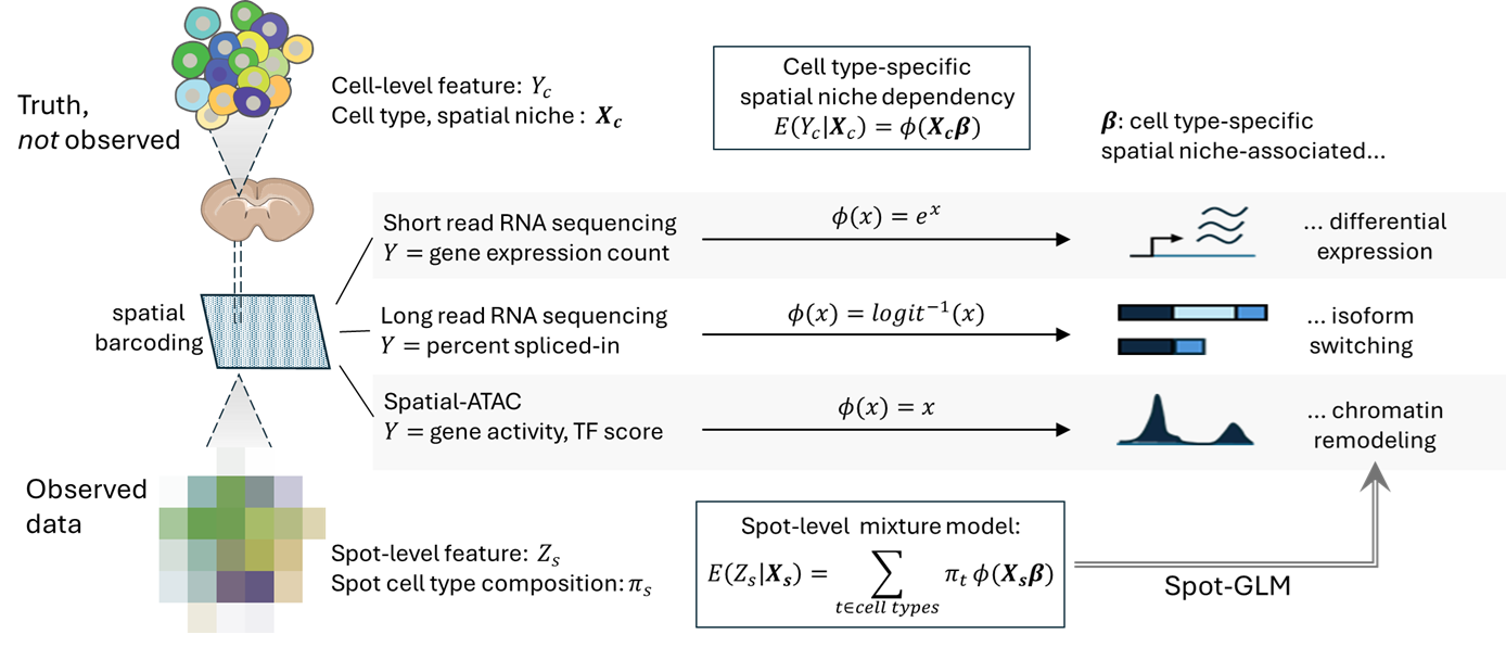 Schematic of SpotGLM Analysis
